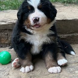 Male- Green Collar - Bernese Mountain Dog puppy in Winslow, Arkansas from Brentwood Berners