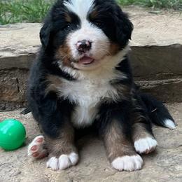 Male- Green Collar - Bernese Mountain Dog puppy in Winslow, Arkansas from Brentwood Berners