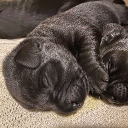 Labrador Retriever Puppies from Corner Crest Labs