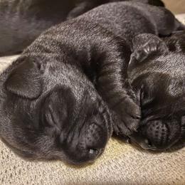 Labrador Retriever Puppies from Corner Crest Labs