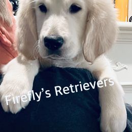 Golden Retriever Puppies from Firefly’s Retrievers