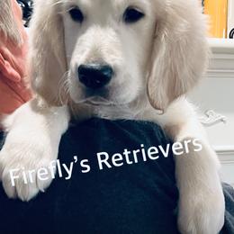 Golden Retriever Puppies from Firefly’s Retrievers
