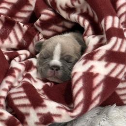 Miso Soup - Blue fawn female French Bulldog puppy in New Hampton, New Hampshire from Kismet French Bulldogs