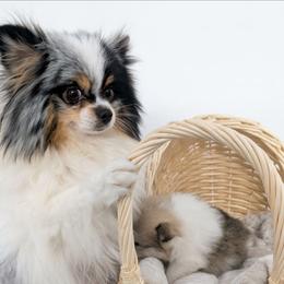 Cloe - Blue merle and tan tri female Pomeranian puppy in Sacramento, California from MirVit Happy Tails Puppies