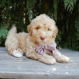 Dora - Cream female Labradoodle puppy in Millersburg, Ohio from My Pals