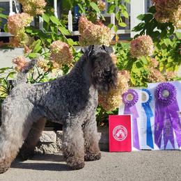 Bee - Kerry Blue Terrier