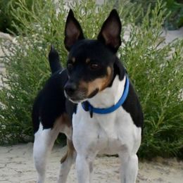 Manny - Rat Terrier