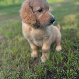 Golden Retriever Puppies from Magnolia Farm