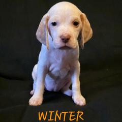 Winter - Fawn female Braque du Bourbonnais puppy in Deer Lodge, Tennessee from Steady Wind Braque du Bourbonnais Pointers