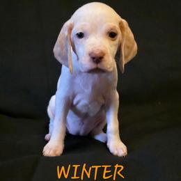 Winter - Fawn female Braque du Bourbonnais puppy in Deer Lodge, Tennessee from Steady Wind Braque du Bourbonnais Pointers