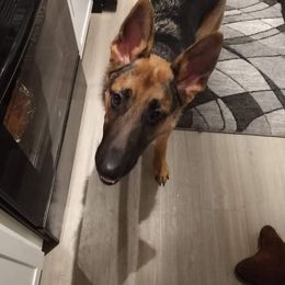 German Shepherd All Grown Up from Freiheit Von Himmel  Shepherds