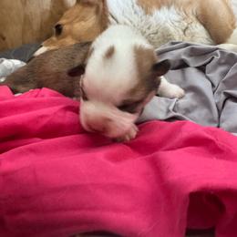 Bugsy - Red male Pembroke Welsh Corgi puppy in Millsap, Texas from Punchy Pembroke Ranch