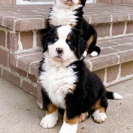 Bernese Mountain Dog Puppies from Maumee Berners