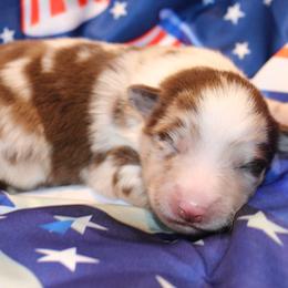Laredo - Red merle male Australian Shepherd puppy in Plantersville, Texas from Jak Se Auss