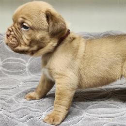 Female 2 - Red female Dogue de Bordeaux puppy in Mazomanie, Wisconsin from Blue Horizons Bordeaux