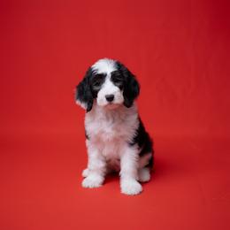 Riviera - Black and white female Sheepadoodle puppy in Los Angeles, California from Exquisite Doodles