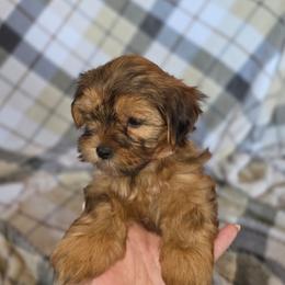 Millie - Brindle female Shorkie puppy in Willowsprings, Missouri from Real life Teddybears