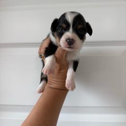 Ford - Black and tan male Pembroke Welsh Corgi puppy in Red Bluff, California from Wilder Ranch Corgis