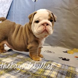 Bulldog Puppies from Bayside Bullies