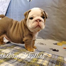 Bulldog Puppies from Bayside Bullies