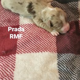 Prada - Miniature Australian Shepherd puppy in Roseville, California from Golden State Mini Aussies