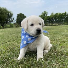 Dylan - Yellow Labrador Retriever puppy in Harrison, Arkansas from Brandywine Labradors