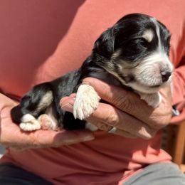 Bernedoodle puppies from Elevated Standards NC