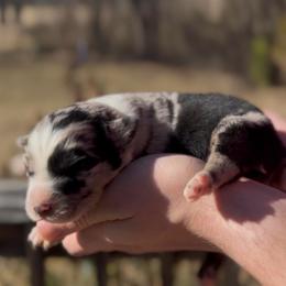 Bambi - Blue merle male Miniature Australian Shepherd puppy in Ardmore, Oklahoma from Tribal Rose Aussies