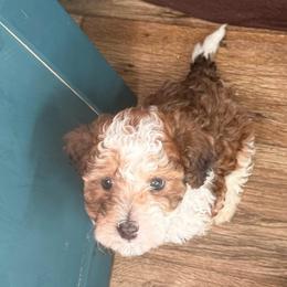 William - Brown male Maltipoo puppy in Santaquin, Utah from Willow & Wag Farm