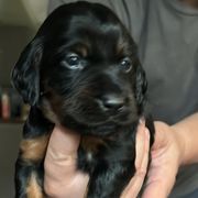 Girl 2 Lavendar - Black and tan Gordon Setter puppy in Portage, Mi, Michigan from The Duke of Gordon