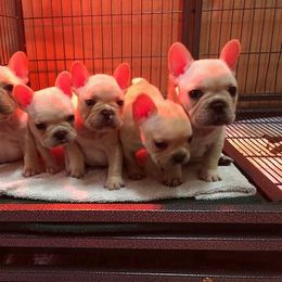 French Bulldog Puppies from BigStar French Bulldogs