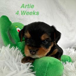 Artie - Black and tan male Yorkshire Terrier puppy in Ashland, Kentucky from Yorkie Paw