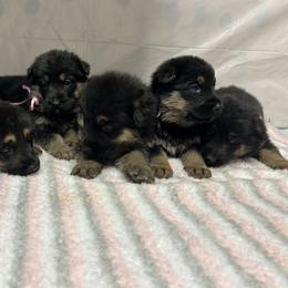 Ariel - Black and tan female German Shepherd puppy in Stanardsville, Virginia from Majestic K9 LLC