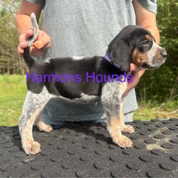 Millie - Blue ticked and tan female Bluetick Coonhound puppy in Mount Pleasant, Texas from Harmons Hounds