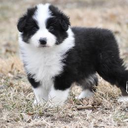 Tuscany - Black tri-color female Australian Shepherd puppy in Easton, Missouri from MMA Kennel