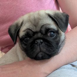 Pug Puppies from The Pugarazzi
