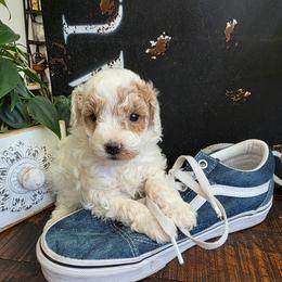 Peanut - Parti female Poodle puppy in St George, Utah from Ember Hills Poodles