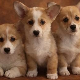 AKC Grey - Red male Pembroke Welsh Corgi puppy in Summerfield, Florida from Promise Land Farm