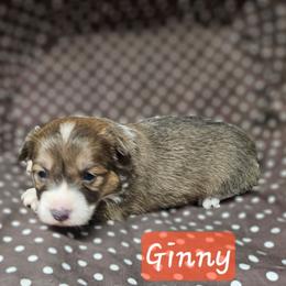 Ginny - Blue female Pembroke Welsh Corgi puppy in Orrtanna, Pennsylvania from Mountain Top Shepherd's