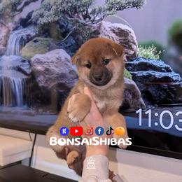 MAKU - Red male Shiba Inu puppy in Minnesota from BonsaiShibas