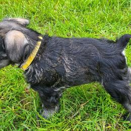 Miniature Schnauzer Puppies from SkyHigh Kennels