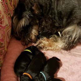 Miniature Schnauzer Puppies from Starbound Miniture Schnauzer's