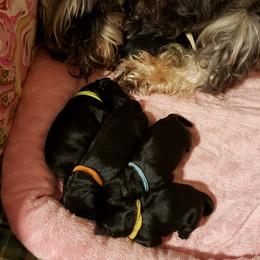Miniature Schnauzer Puppies from Starbound Miniture Schnauzer's