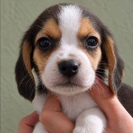 Dorthy - Blue tan and white female Beagle puppy in Lake City, Florida from Sunkissed Beagles