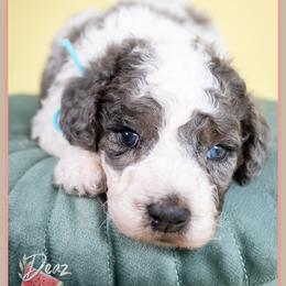 Yukkon - Blue merle male Bernedoodle puppy in Connersville, Indiana from Deaz Doodle Ranch