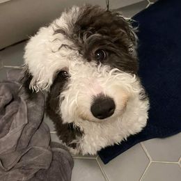 Sheepadoodle All Grown Up from Sheepadoodles of Iowa