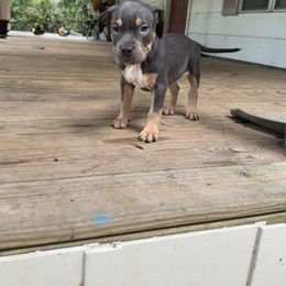 Junior - Lilac tri-color male American Bully puppy in Tallahassee, Florida from Alpha Street Bully Kennels