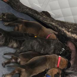 Dark Pink Collar Apricot Girl - Apricot female Mastiff puppy in Auburn, Kansas from Puppy Paradise:  English Mastiff Puppies & Standard Goldendoodle Puppies