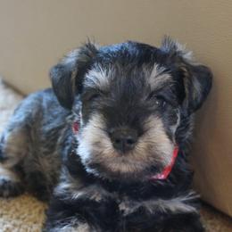 AKC Dallas - Salt and pepper male Miniature Schnauzer puppy in Richardton, North Dakota from Crooked Tree Ranch