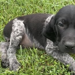 German Shorthaired Pointers and Weimaraners from Gun Dogs Gone Wild